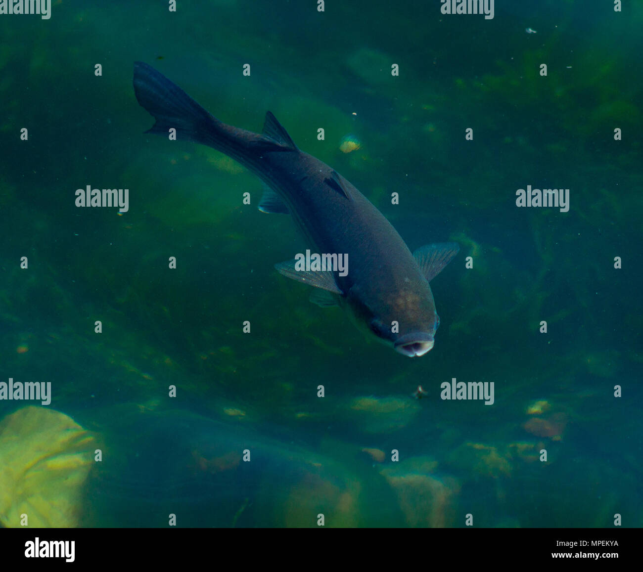 Chelon labrosus a labbro spessa cefali alimentazione su piccole mosche sulla superficie dell'acqua in un porto in Irlanda. Foto Stock