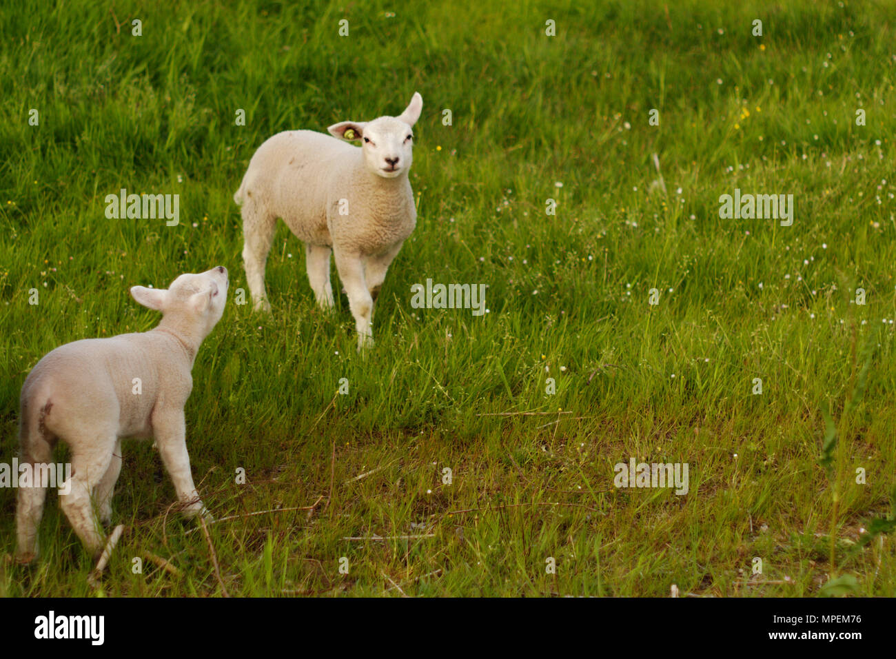 Due agnelli scorazzare al di fuori del campo. Foto Stock