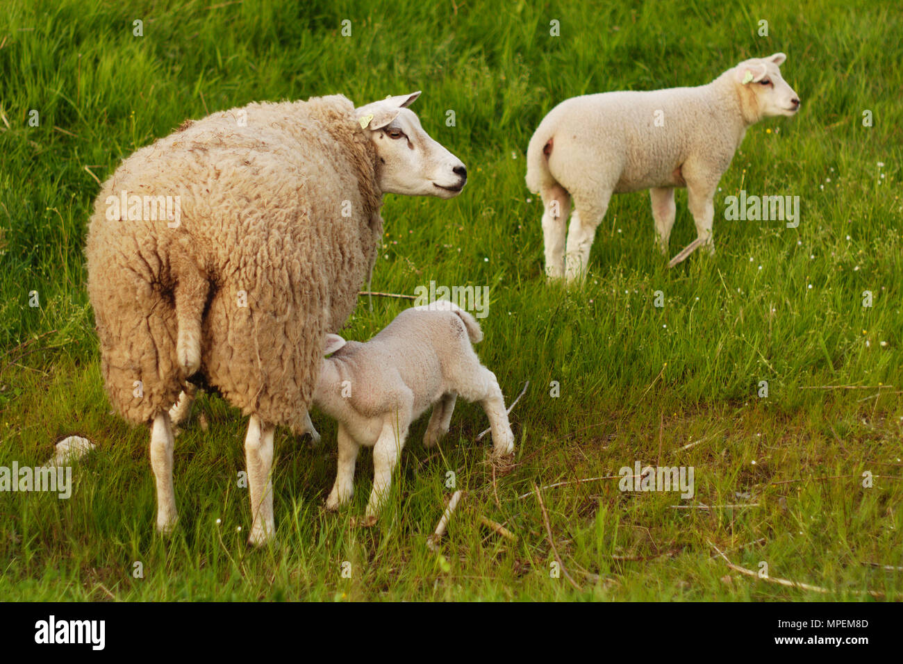Una pecora con i suoi due agnelli. Uno degli agnelli è potabile. Foto Stock