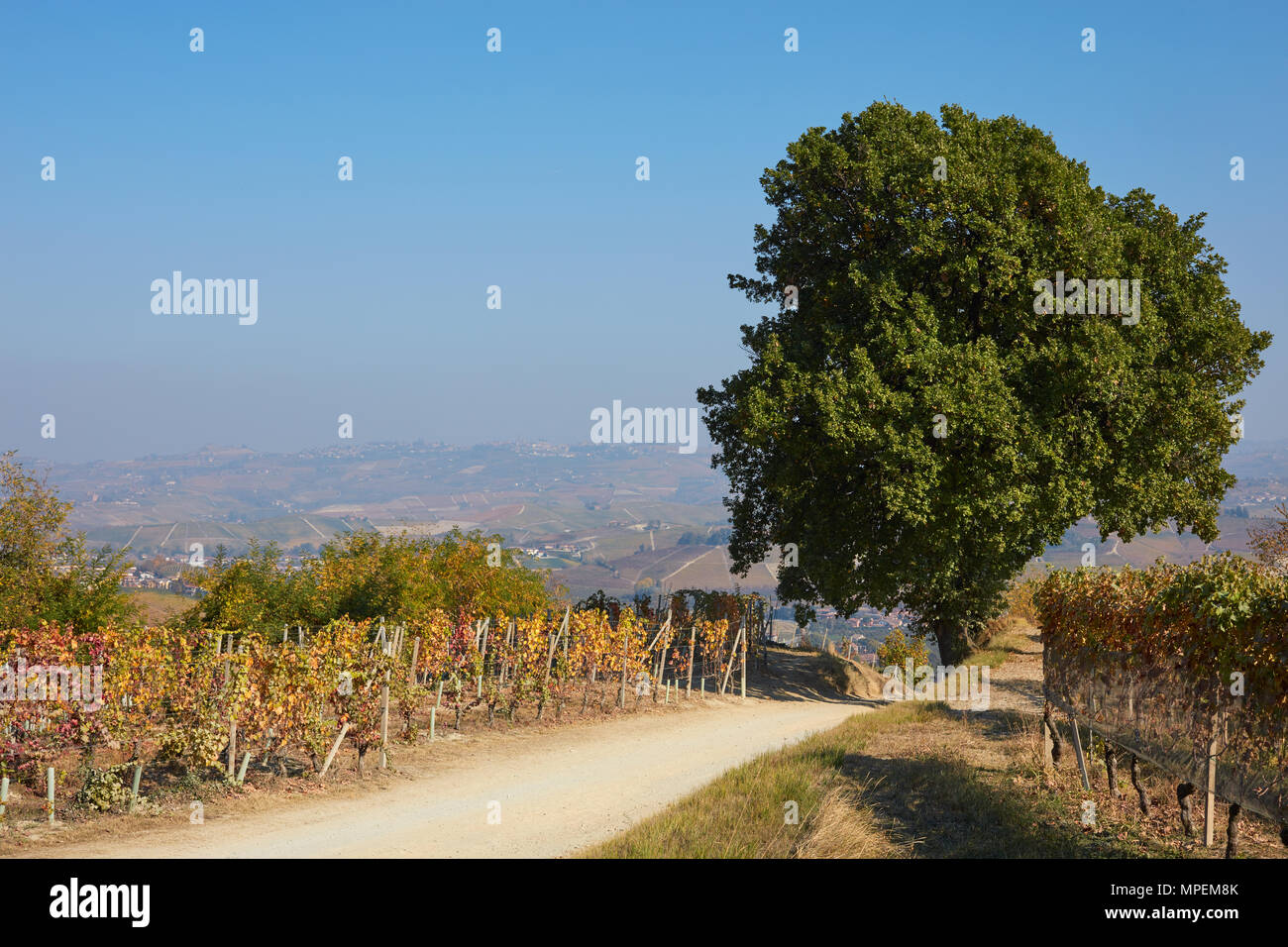 Percorso con grande albero di quercia e vigneti nella campagna in autunno, cielo blu in Italia Foto Stock