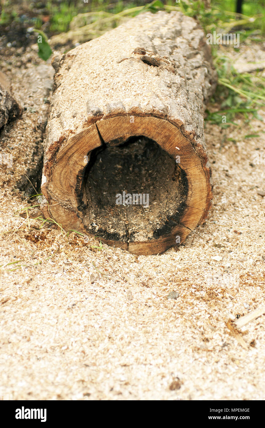 Albero cavo giacente nel segatura Foto Stock