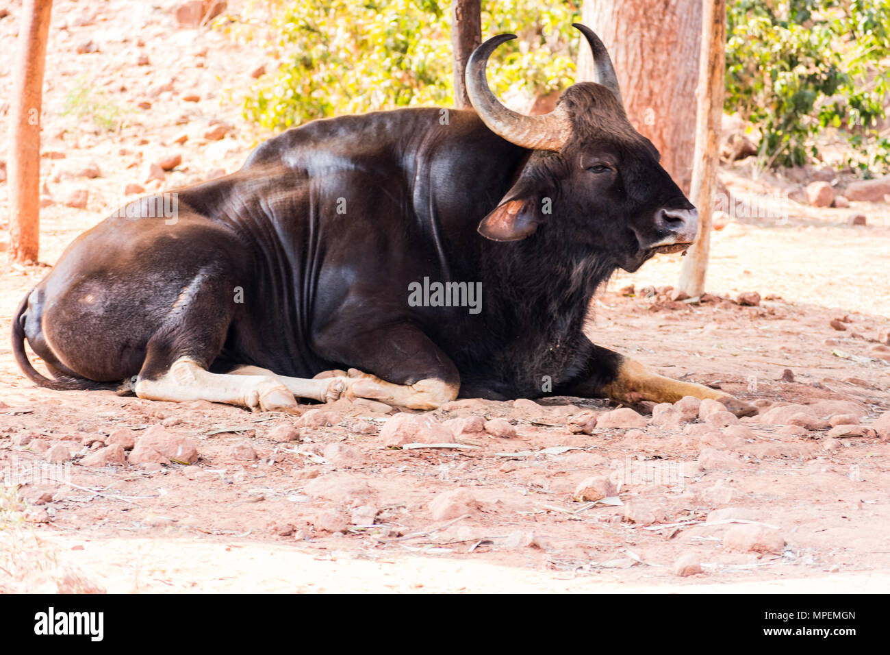 Un grande nero bisonte indiano che dorme sotto un albero in giornata soleggiata a visakhapatnam zoo. Foto Stock