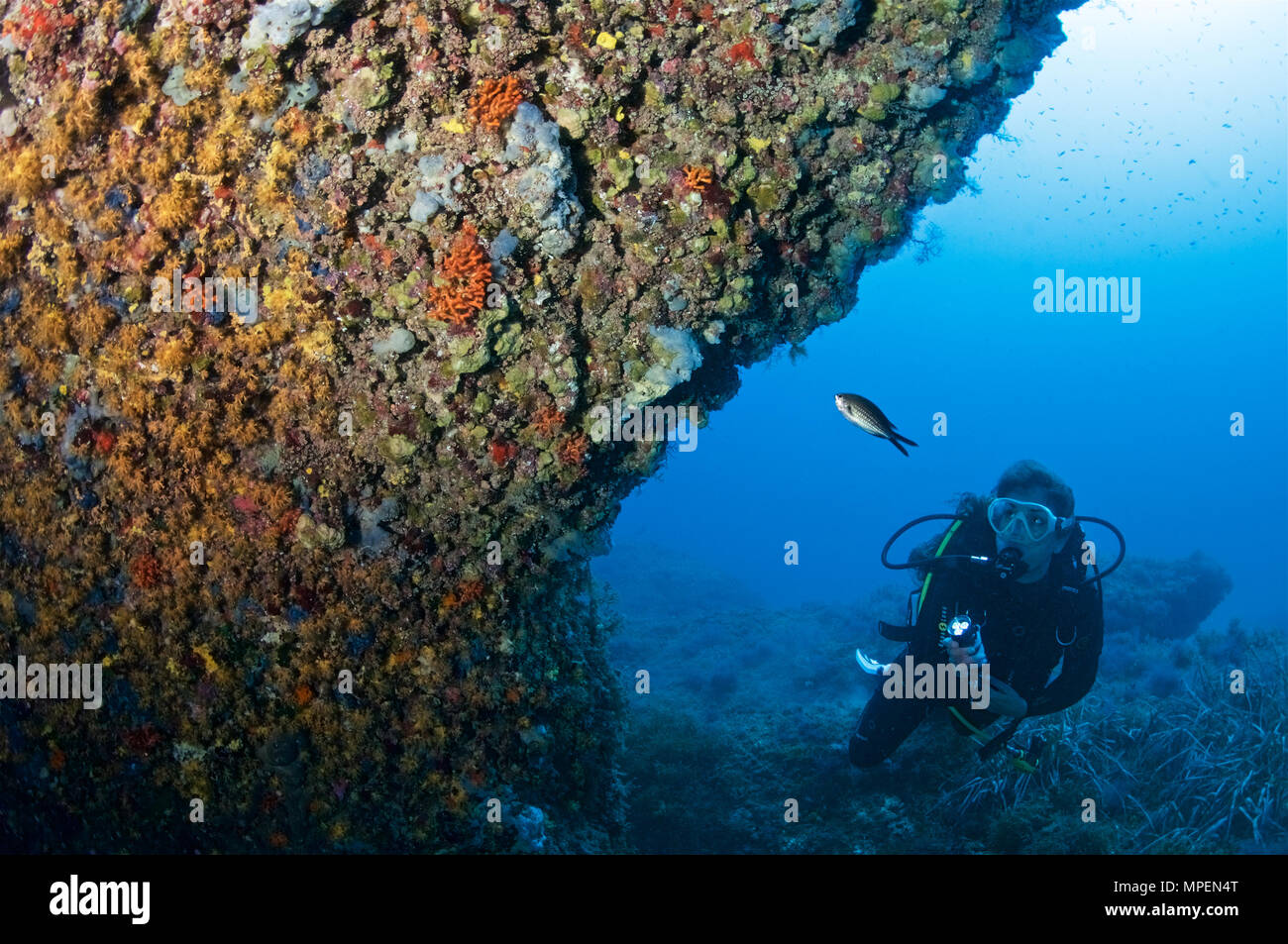 Scena subacquea con subacqueo femminile con torcia che guarda la vita marina della barriera corallina nel Parco Naturale di Ses Salines (Formentera, Mar Mediterraneo, Spagna) Foto Stock