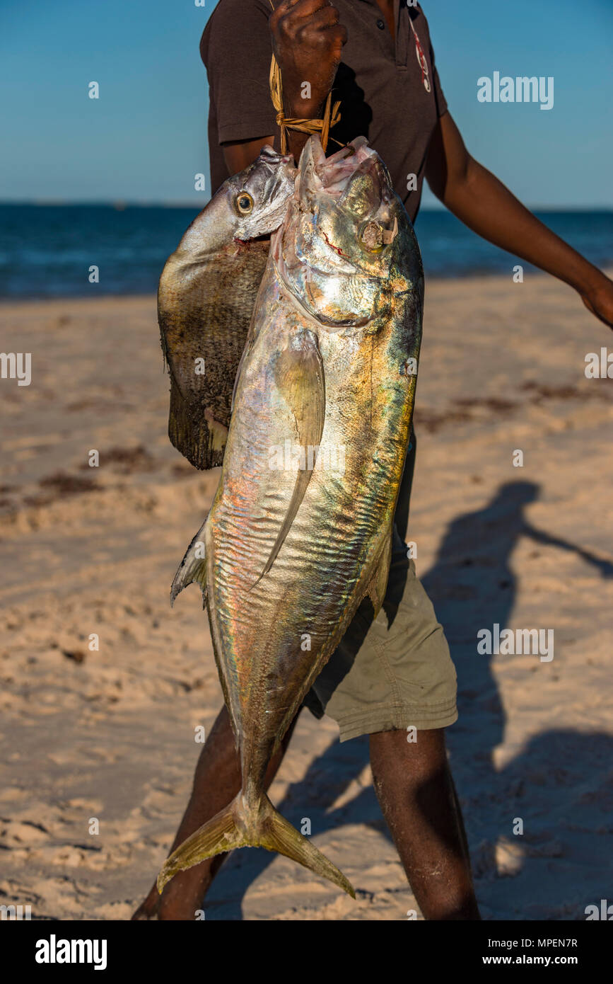 Un file .pescatore locale contiene alcuni freshy pesce pescato in Mozambico. Foto Stock