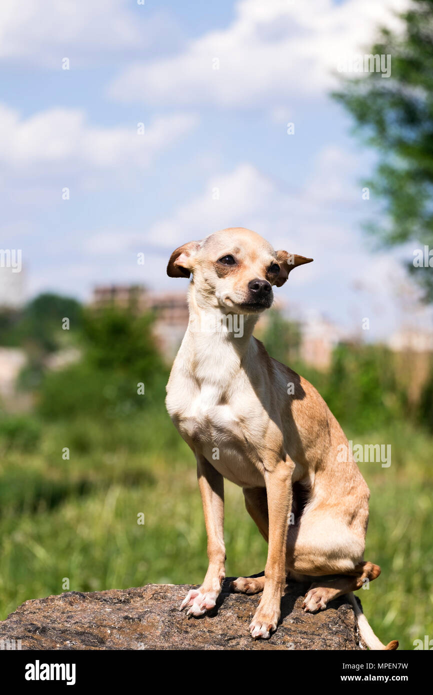 Russo-liscio rivestito Toy Terrier ascolta attentamente il vento (Canis lupus familiaris) Foto Stock