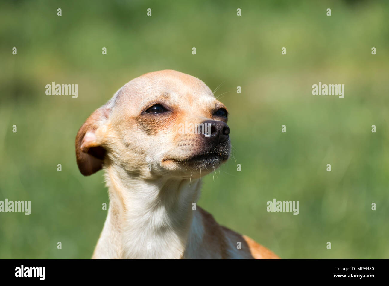 Russo-liscio rivestito Toy Terrier premuto le sue orecchie e guardò fino (Canis lupus familiaris) Foto Stock