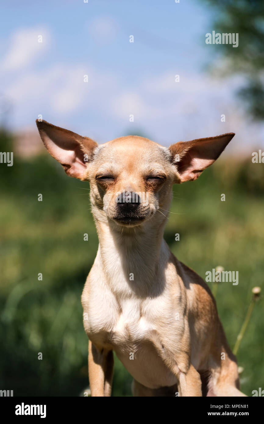 Russo-liscio rivestito Toy Terrier impostare le sue orecchie oltre (Canis lupus familiaris) Foto Stock