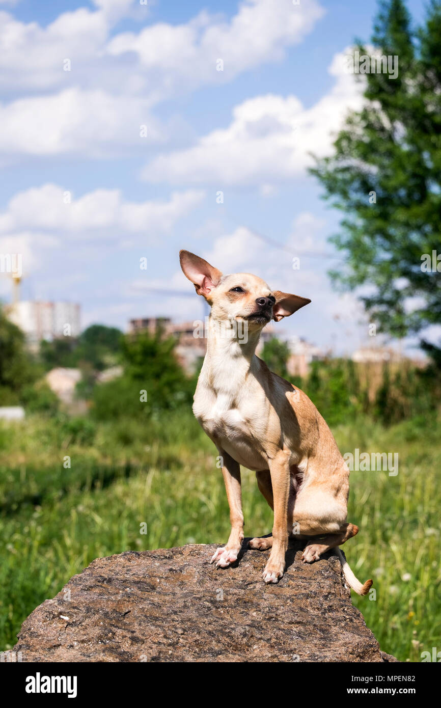 Russo-liscio rivestito Toy Terrier impostare le sue orecchie oltre, seduto su una pietra (Canis lupus familiaris) Foto Stock