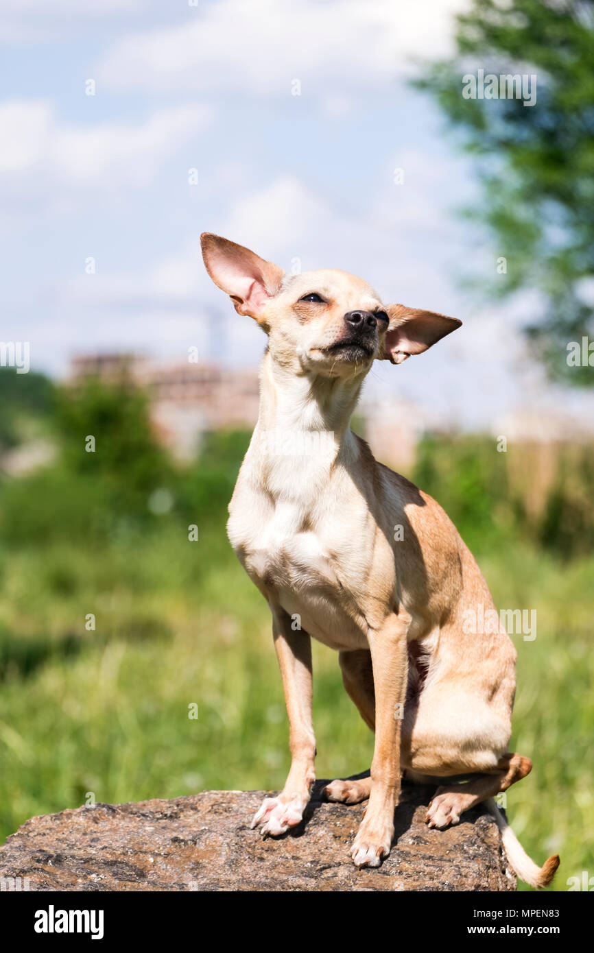 Russo-liscio rivestito Toy Terrier impostare le sue orecchie oltre, seduto su una pietra (Canis lupus familiaris) Foto Stock
