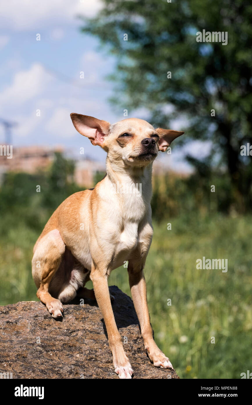 Russo-liscio rivestito Toy Terrier impostare le sue orecchie oltre, seduto su una pietra (Canis lupus familiaris) Foto Stock