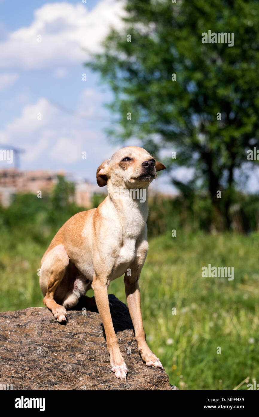 Russo-liscio rivestito Toy Terrier si siede su una pietra in orgogliosa solitudine (Canis lupus familiaris) Foto Stock