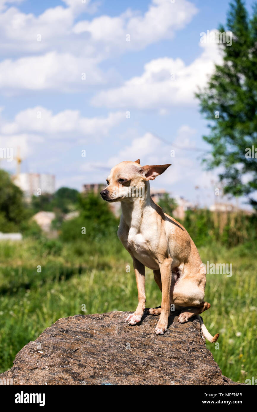 Russo-liscio rivestito Toy Terrier si siede orgogliosamente su una roccia (Canis lupus familiaris) Foto Stock