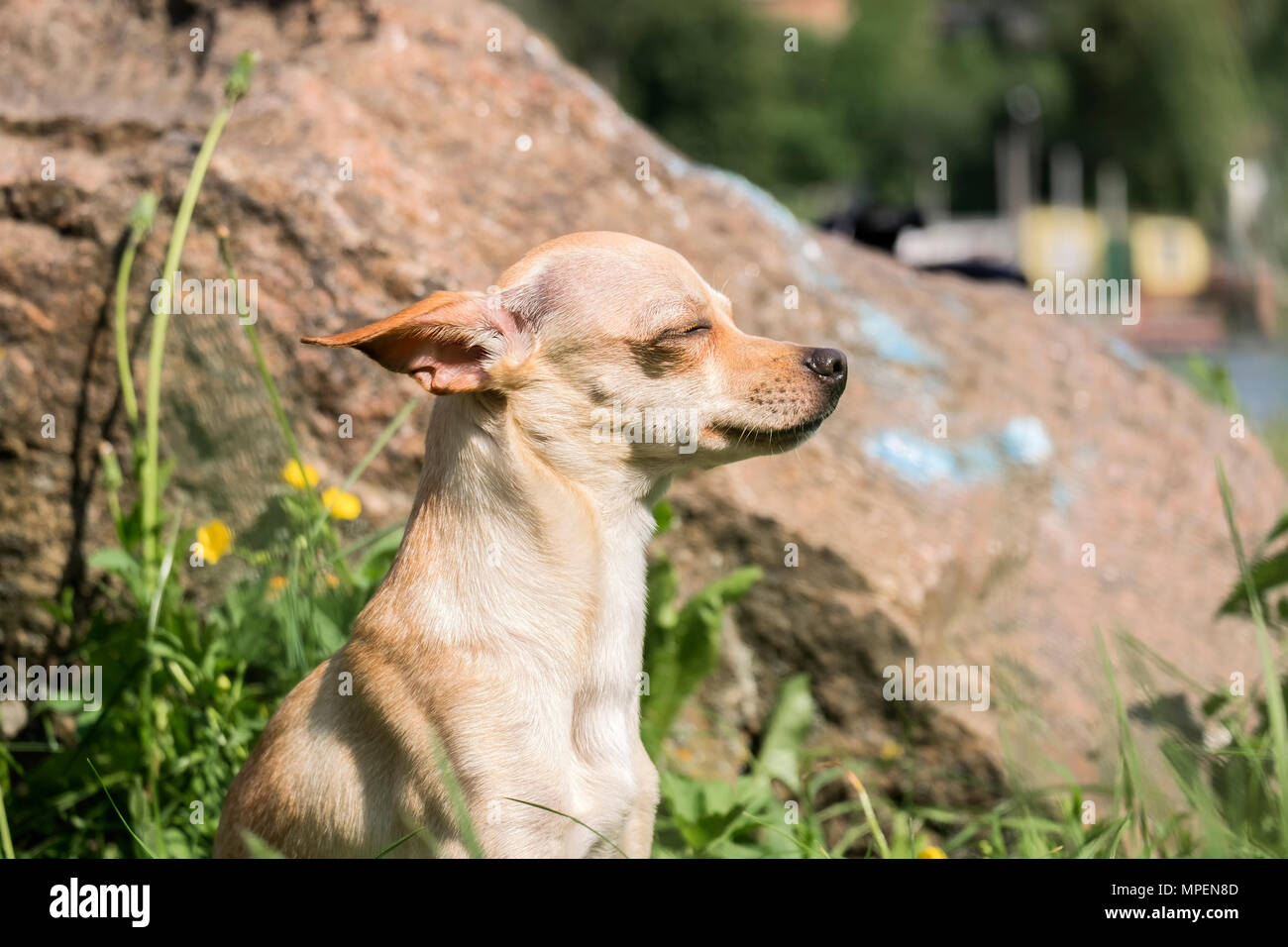Russo-liscio rivestito Toy Terrier prende il sole (Canis lupus familiaris) Foto Stock
