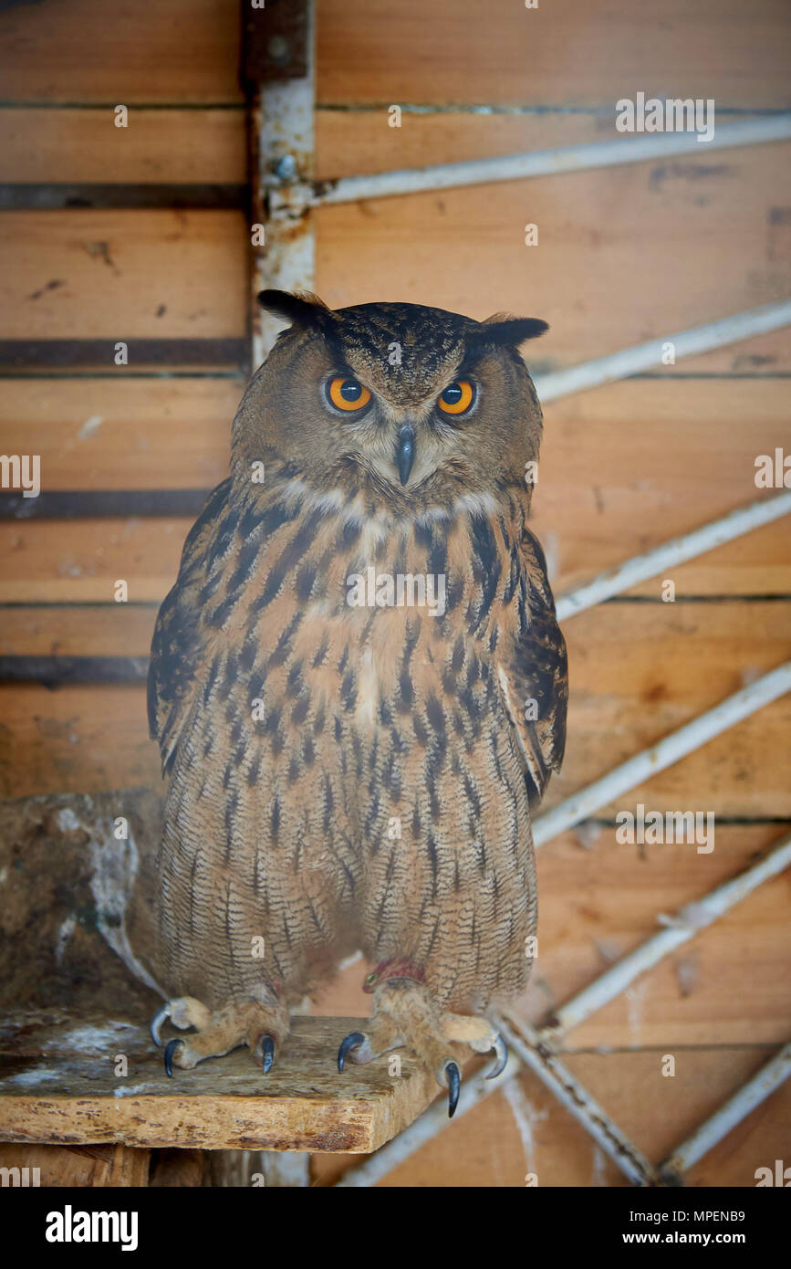 Bellissimo il gufo impressionante nella voliera. Foto Stock