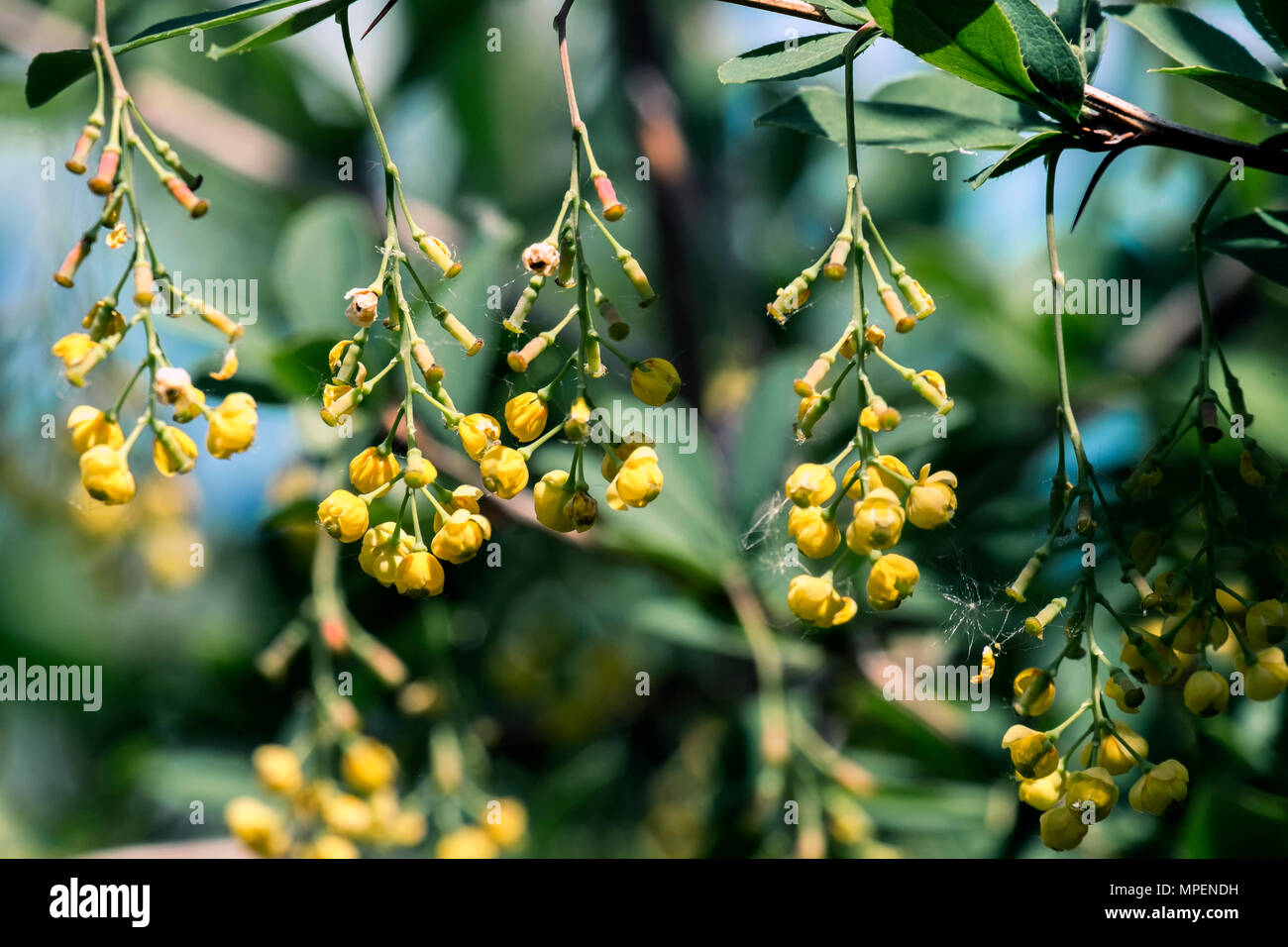 Blooming crespino. Fiori gialli di Crespino (berberis vulgaris) Foto Stock