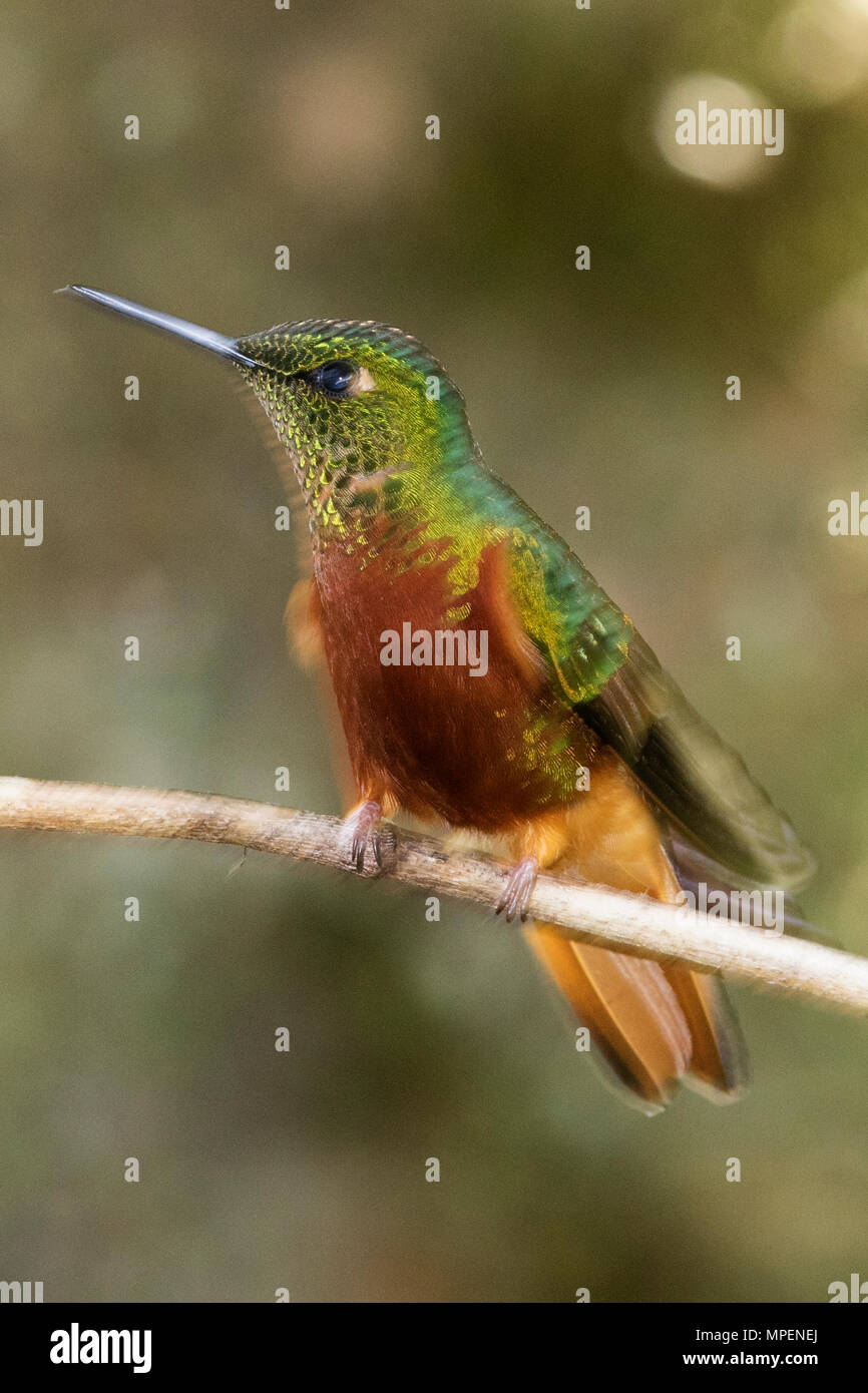 Chestnut-Breasted Coronet Hummingbird (Boissonneaua matthewsii) Ecuador Foto Stock