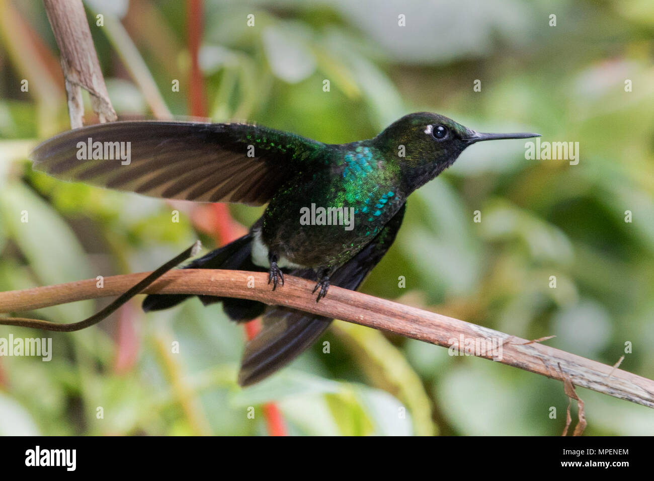 Tourmalilne Sunangel Hummingbird maschio (Heliangelus exortis) Ecuador Foto Stock