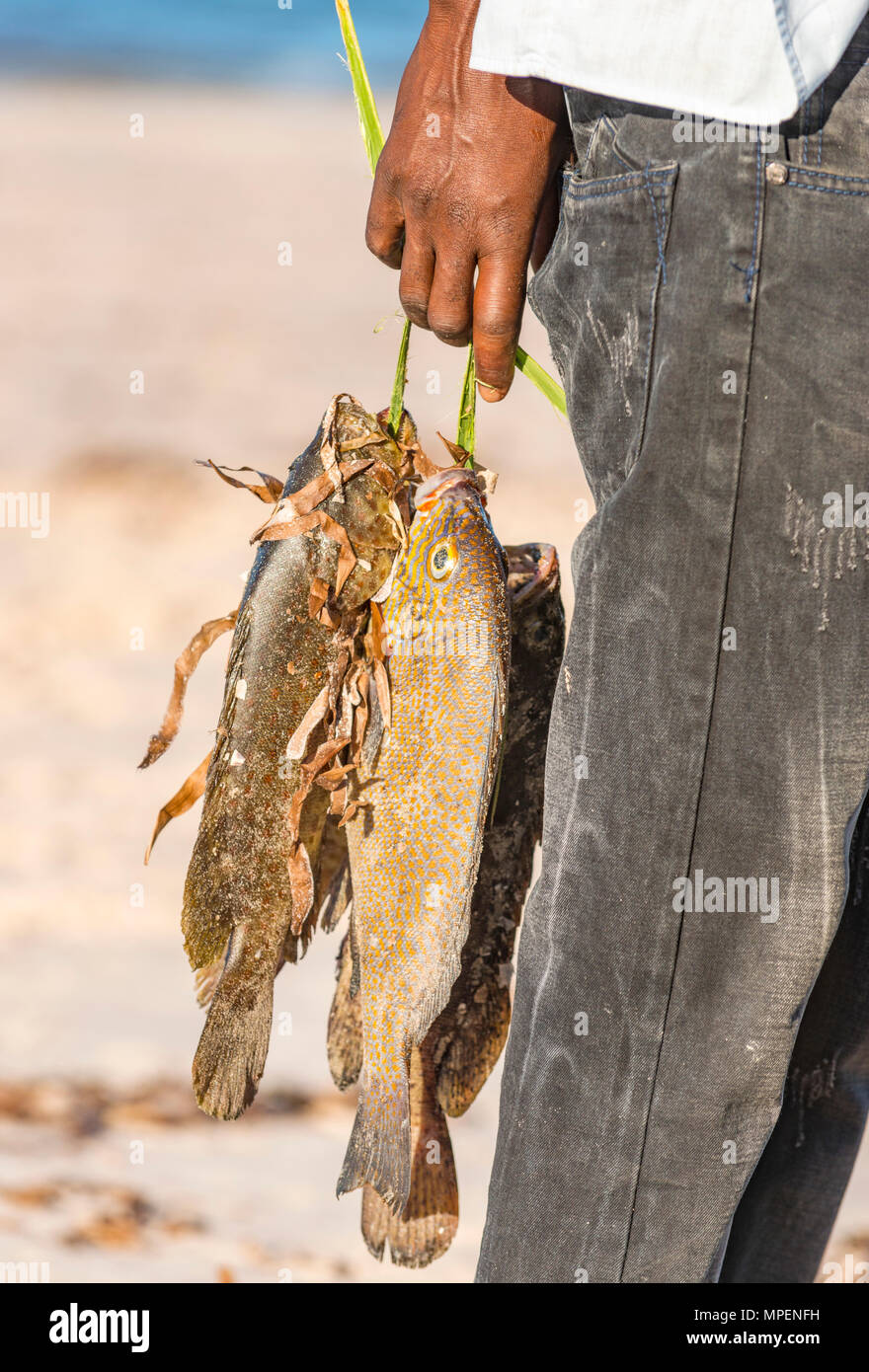Un file .pescatore locale contiene alcuni freshy pesce pescato in Mozambico. Foto Stock