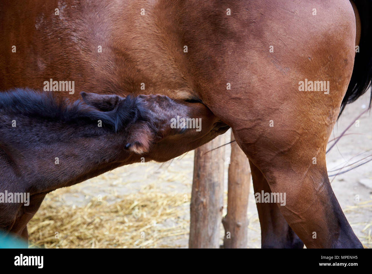 Il puledro del cavallo bevande latte della madre. Foto Stock