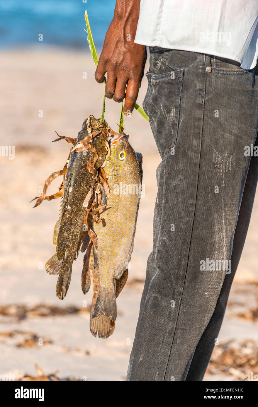 Un file .pescatore locale contiene alcuni freshy pesce pescato in Mozambico. Foto Stock
