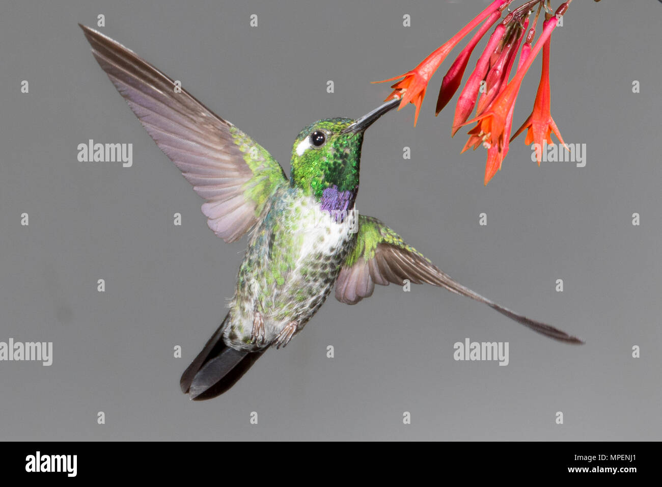 Whitetip Purple-Bibbed Hummingbird alimentazione maschio sul fiore (Urosticte benjamini) Ecuador Foto Stock