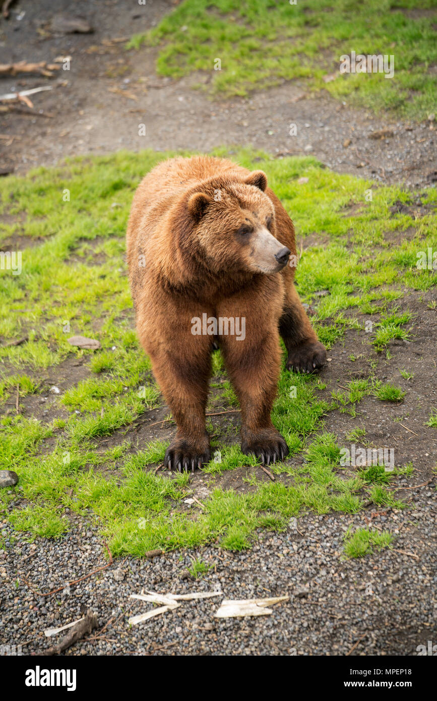 Immagine della Costiera orso bruno presso la fortezza dell'Orso in Sitka, Alaska, Stati Uniti d'America Foto Stock