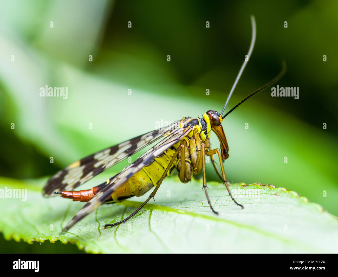 Scorpione femmina Fly Mecoptera Panorpa Communis su insetti foglia verde Foto Stock