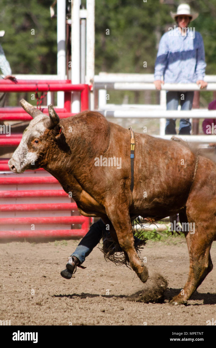 Bull riding-rider è una sfida molto irritato, arrabbiato 2000 libbre bull per rimanere sul suo retro-il più pericoloso di otto secondi sport. Foto Stock