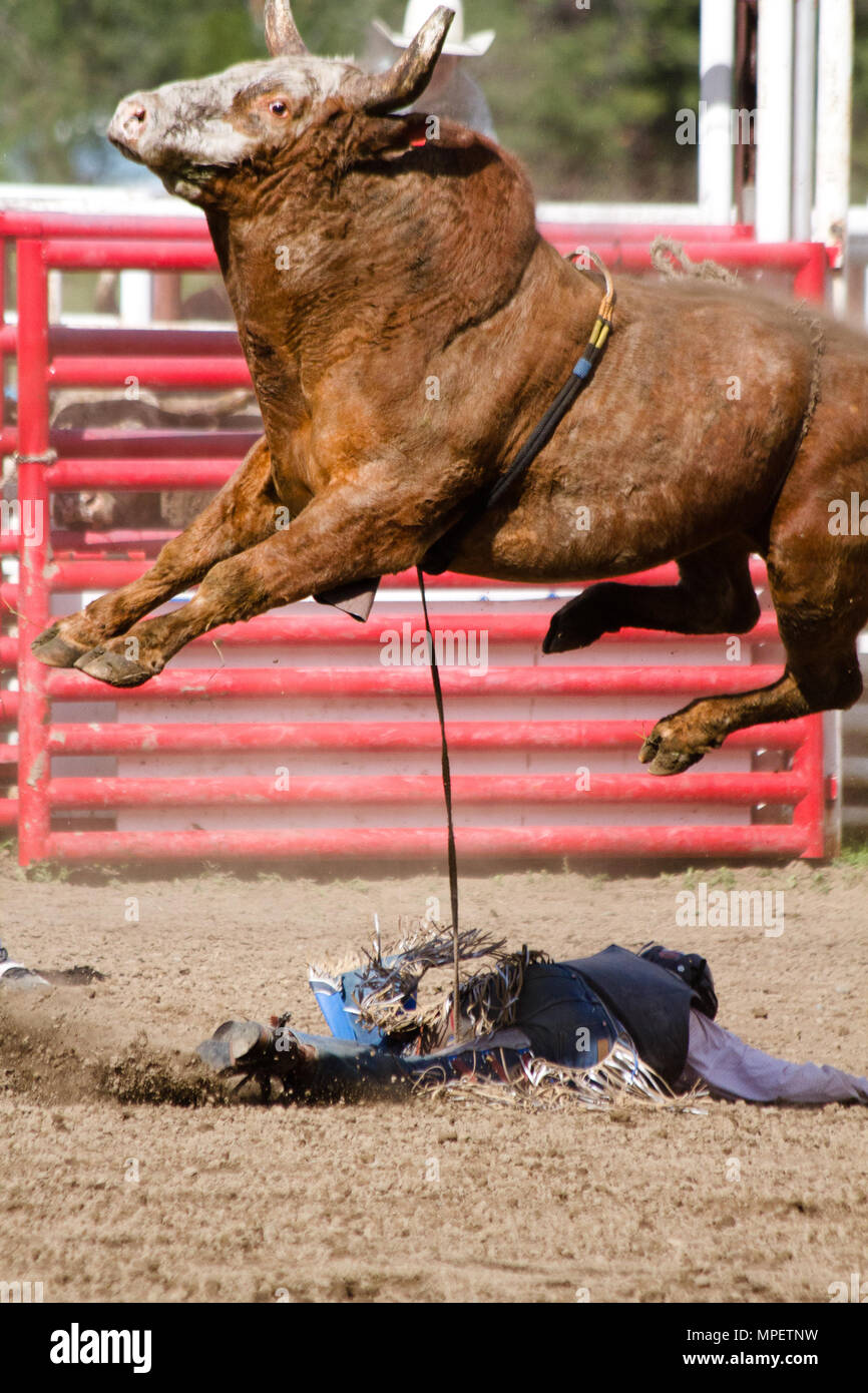 Bull riding-rider è una sfida molto irritato, arrabbiato 2000 libbre bull per rimanere sul suo retro-il più pericoloso di otto secondi sport. Foto Stock
