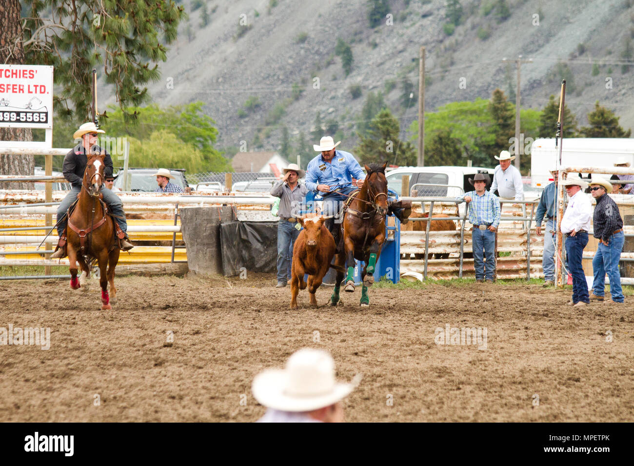 Steer wrestling, aka bulldogging. Foto Stock