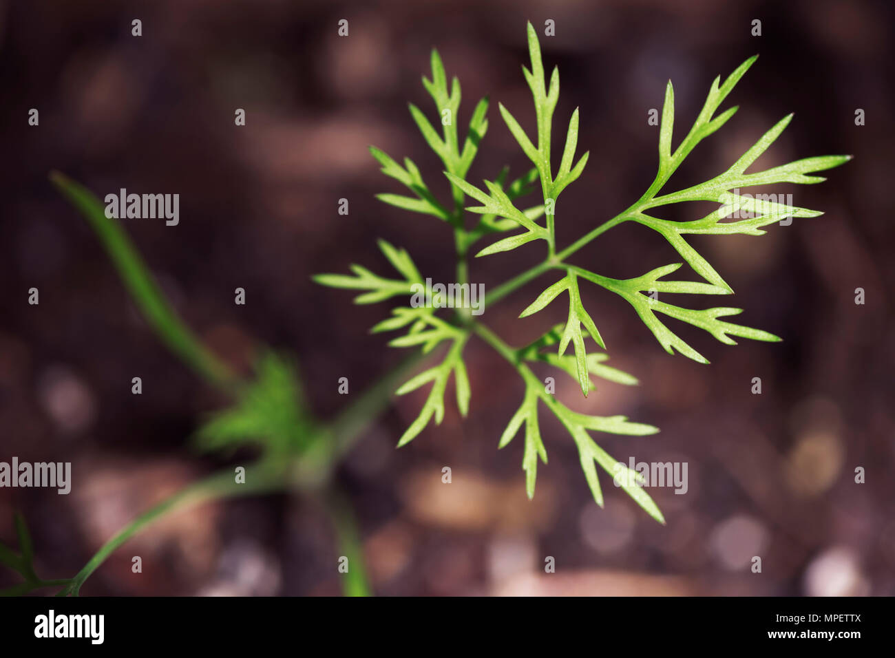 Primo piano di una giovane aneto herb piantina spuntano dal suolo Foto Stock