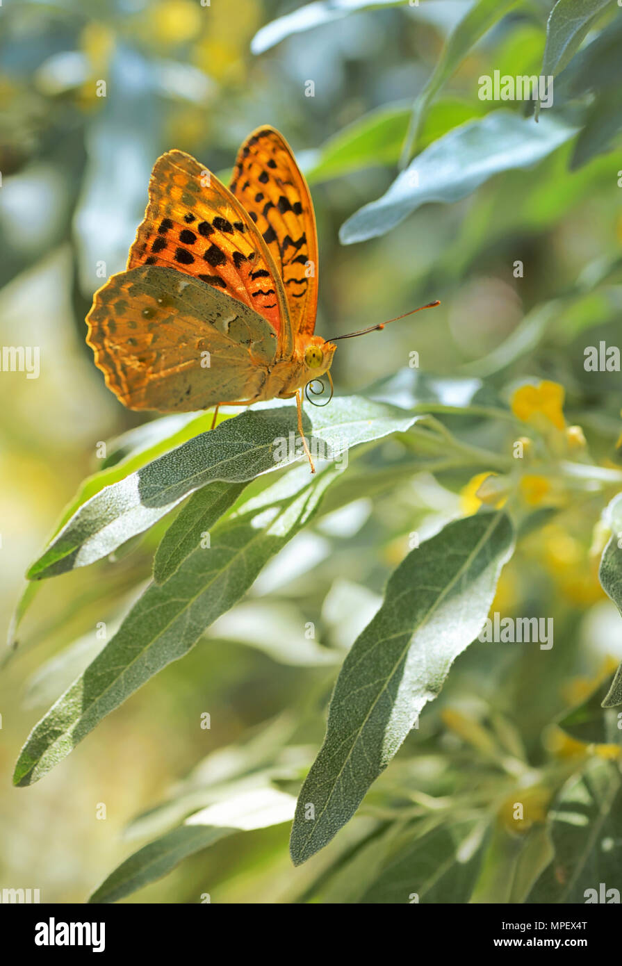 Farfalle monarca su foglie di salice Foto Stock