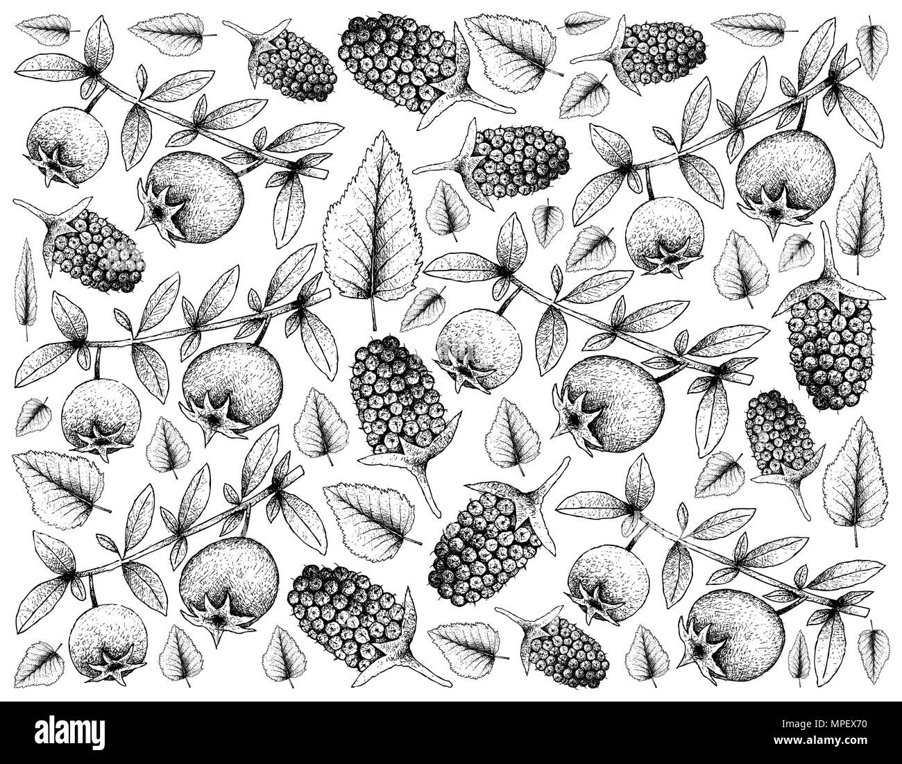 Frutti tropicali, immagine di sfondo di mano il bozzetto cileno, Guava Fragola il mirto o Ugni Molinae e Boysenberry o Rubus Ursi Foto Stock