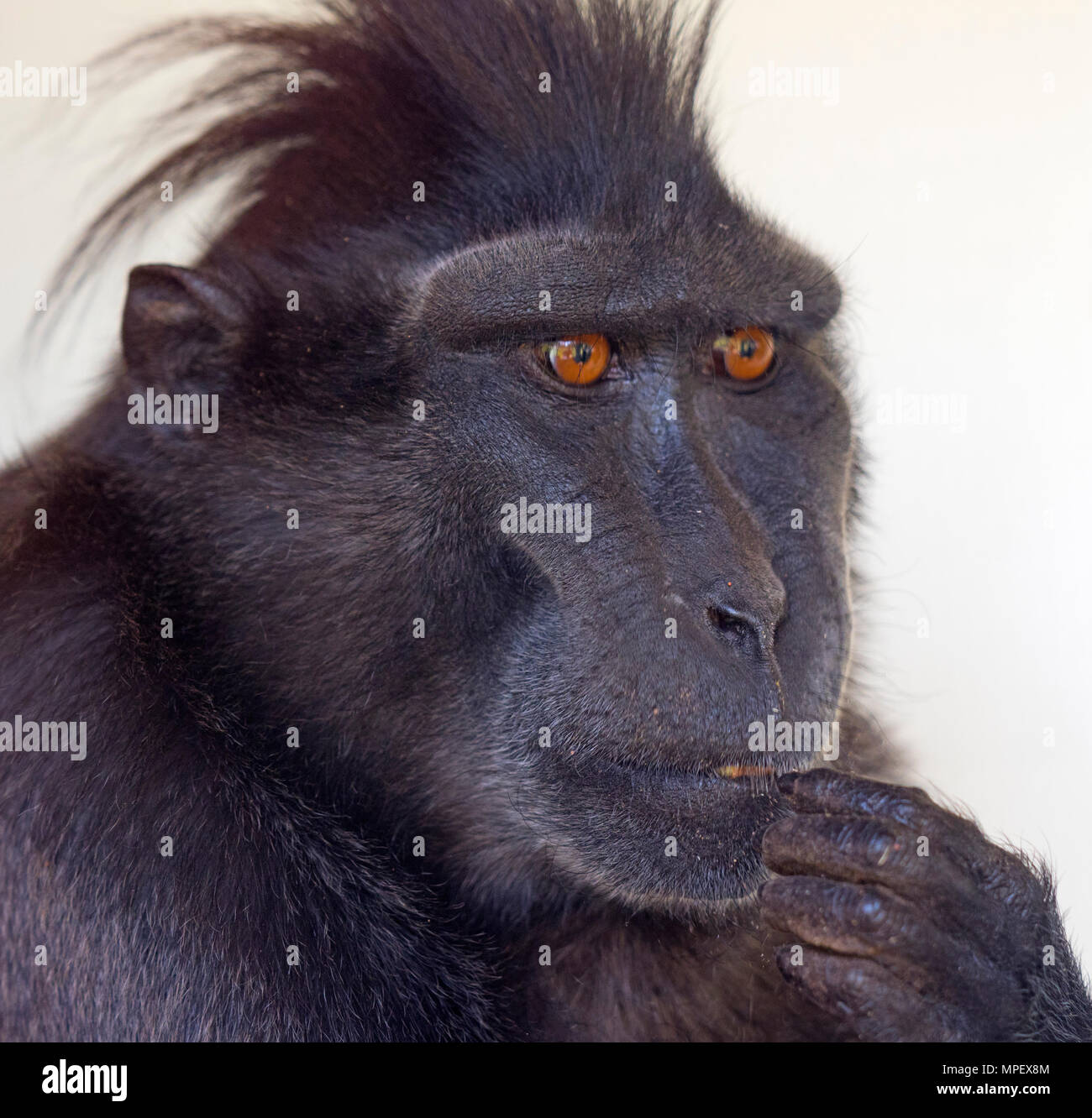 Crested macaque Macaca nigra noto anche come Crested macaco nero, Sulawesi crested macaco o il Black ape Foto Stock