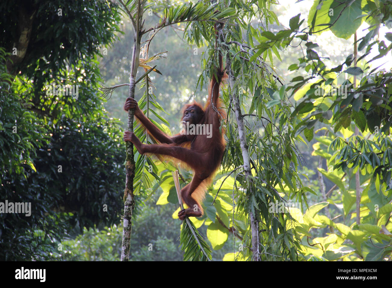 Borneo malese foresta pluviale degli Oranghi appeso su albero Foto Stock