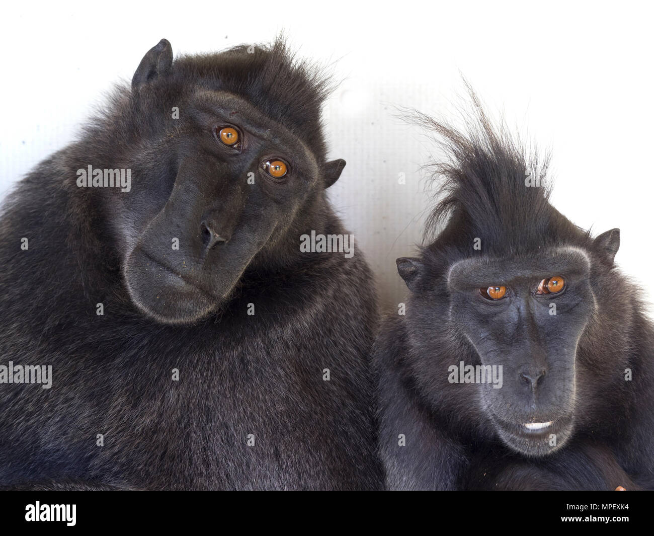 Crested macaque Macaca nigra noto anche come Crested macaco nero, Sulawesi crested macaco o il Black ape Foto Stock