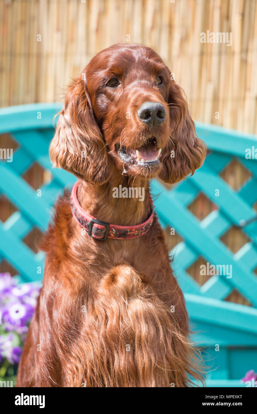 setter irlandese Foto Stock