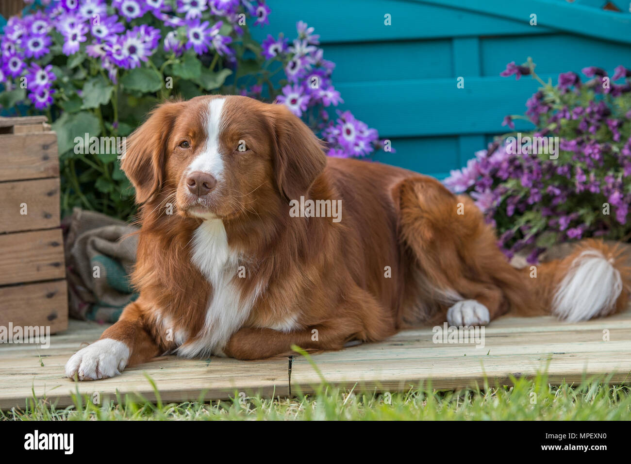 Nova Scotia Duck Tolling Retriever Foto Stock