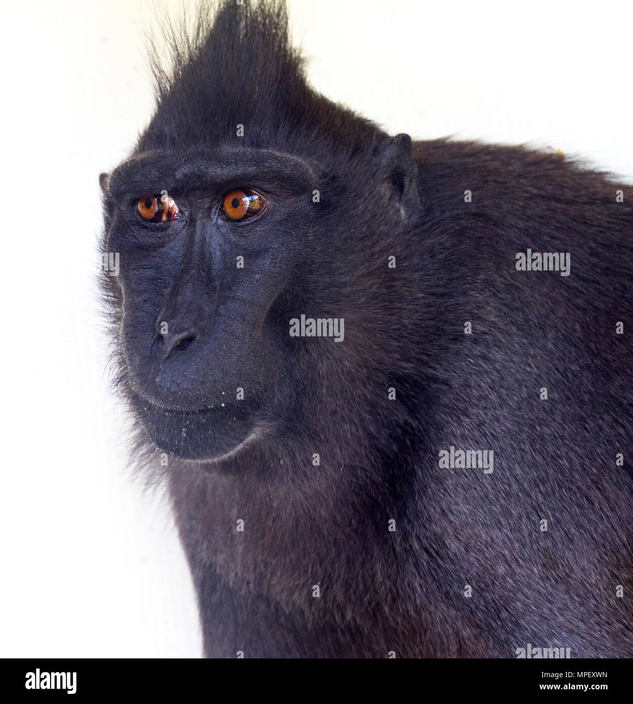 Crested macaque Macaca nigra noto anche come Crested macaco nero, Sulawesi crested macaco o il Black ape Foto Stock