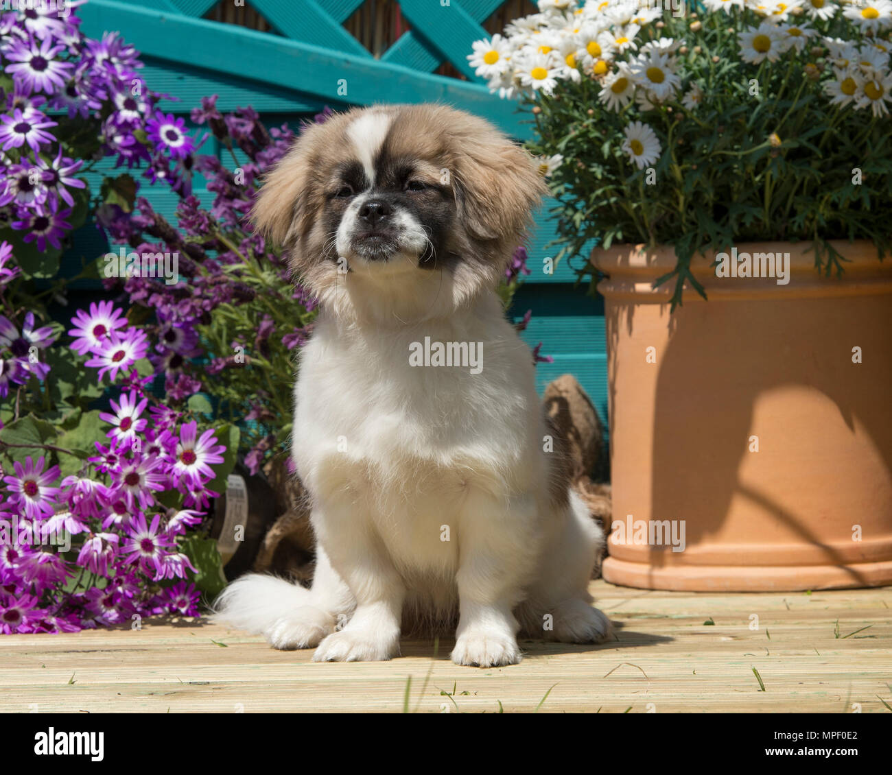 Tibetan spaniel Foto Stock