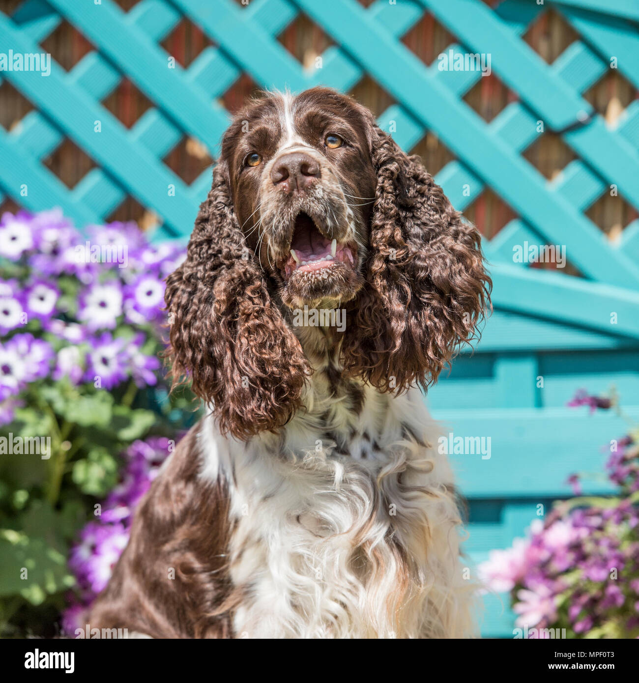 English Springer spaniel Foto Stock
