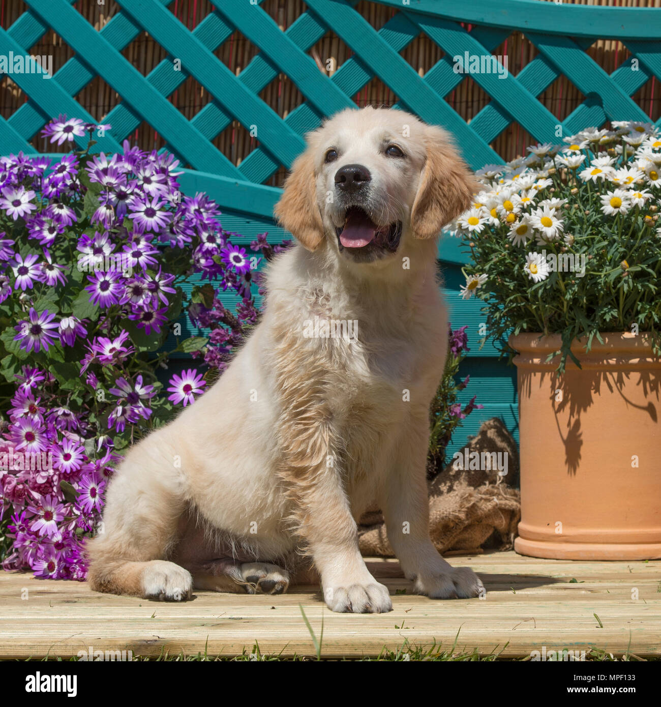 Golden Retriever cucciolo Foto Stock