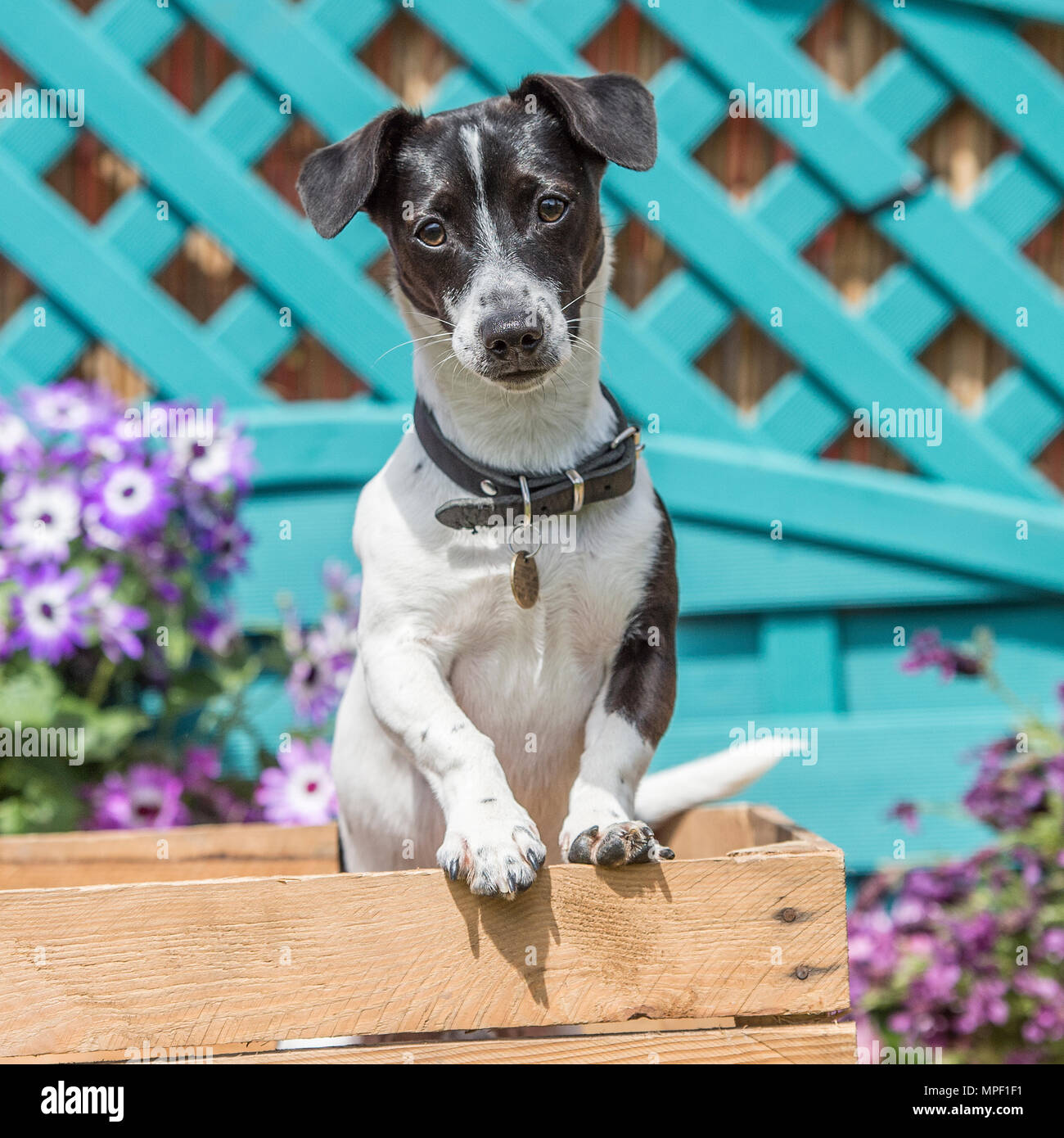 Jack Russell Terrier Foto Stock