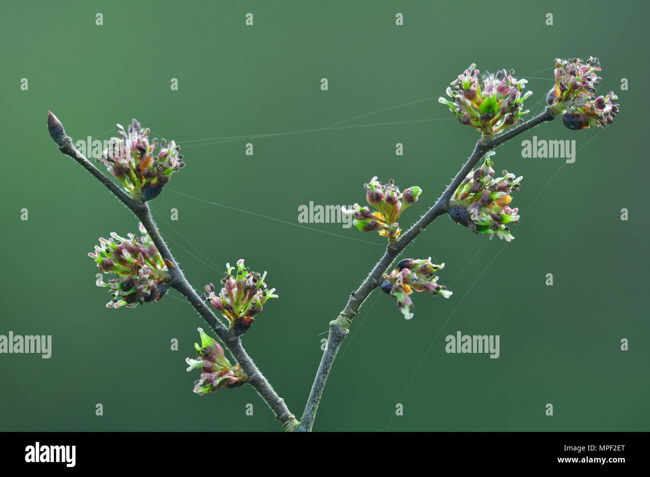Wych elm blossom Foto Stock