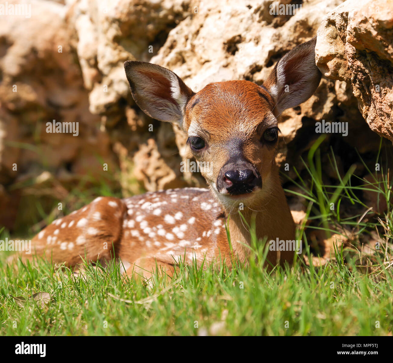 Baby Fawn giacente nel Texas erba Foto Stock