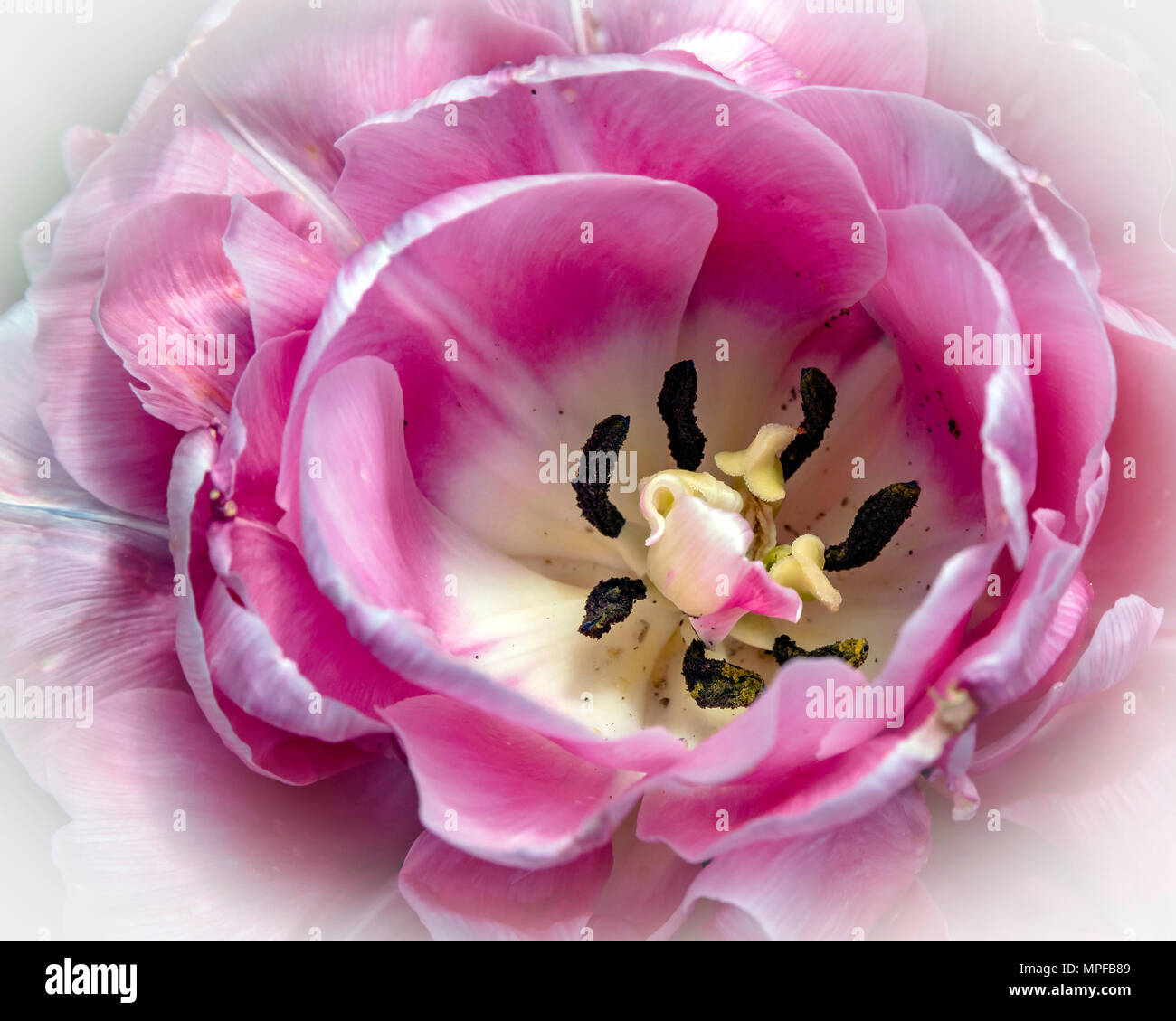 Frilly Pink Tulip Close-Up Foto Stock