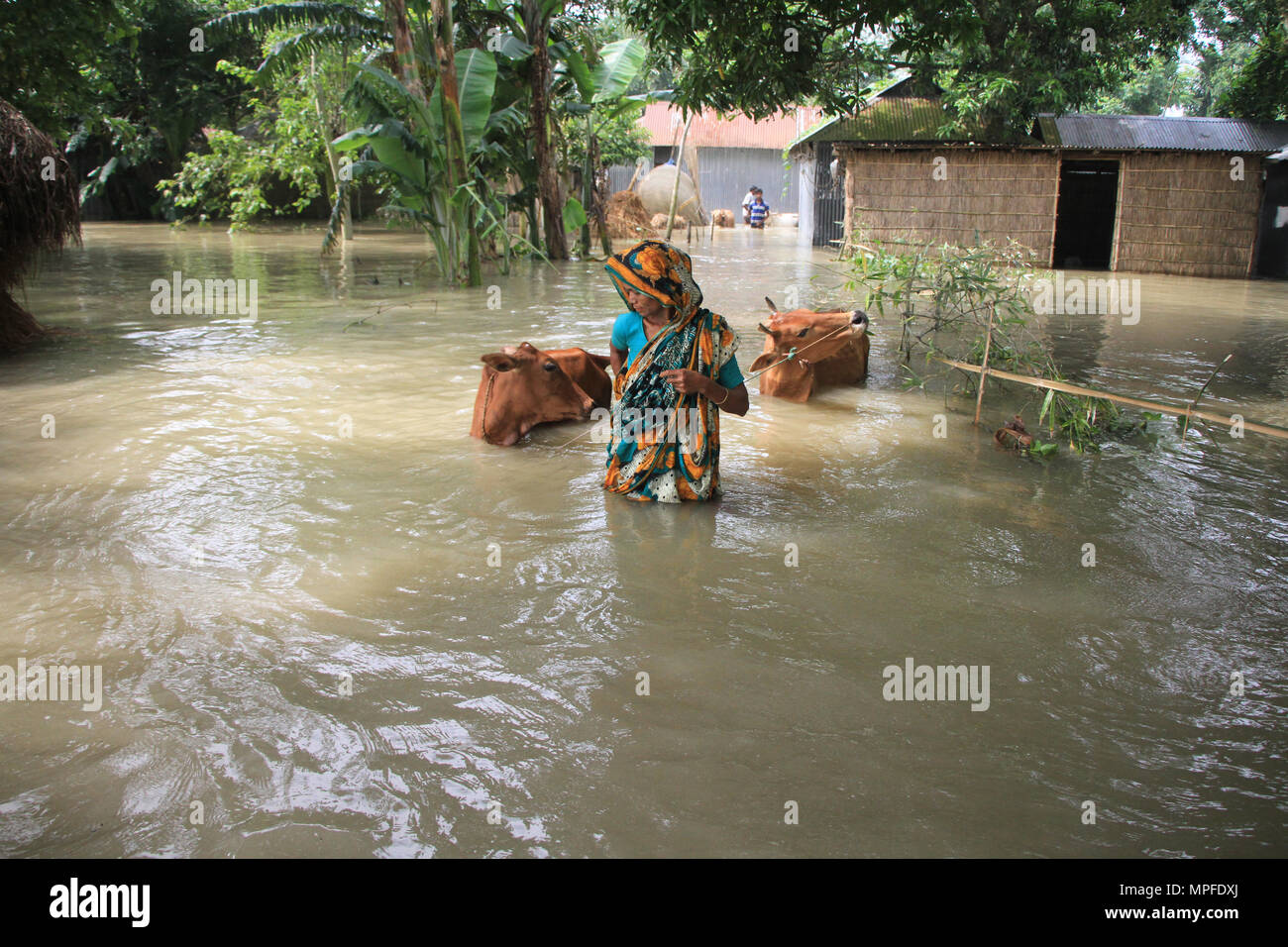 Bangladesh. Colpite dalle alluvioni di persone in Bangladesh. Il Bangladesh ha subito allagamenti ogni anno a causa di devastanti piogge monsoniche, flash-alluvione e aumento della temperatura mondiale come snowmelt dall'Himalaya. Milioni di persone sono colpite e molti uccisi durante l'alluvione in questo paese. Le persone che soffrono di carenze di cibo, acqua potabile pura, malattie e molti di loro la perdita delle loro case, bovini, colture e passano attraverso la disastrosa situazione durante e dopo le inondazioni. © Rehman Asad/Alamy Stock Photo Foto Stock