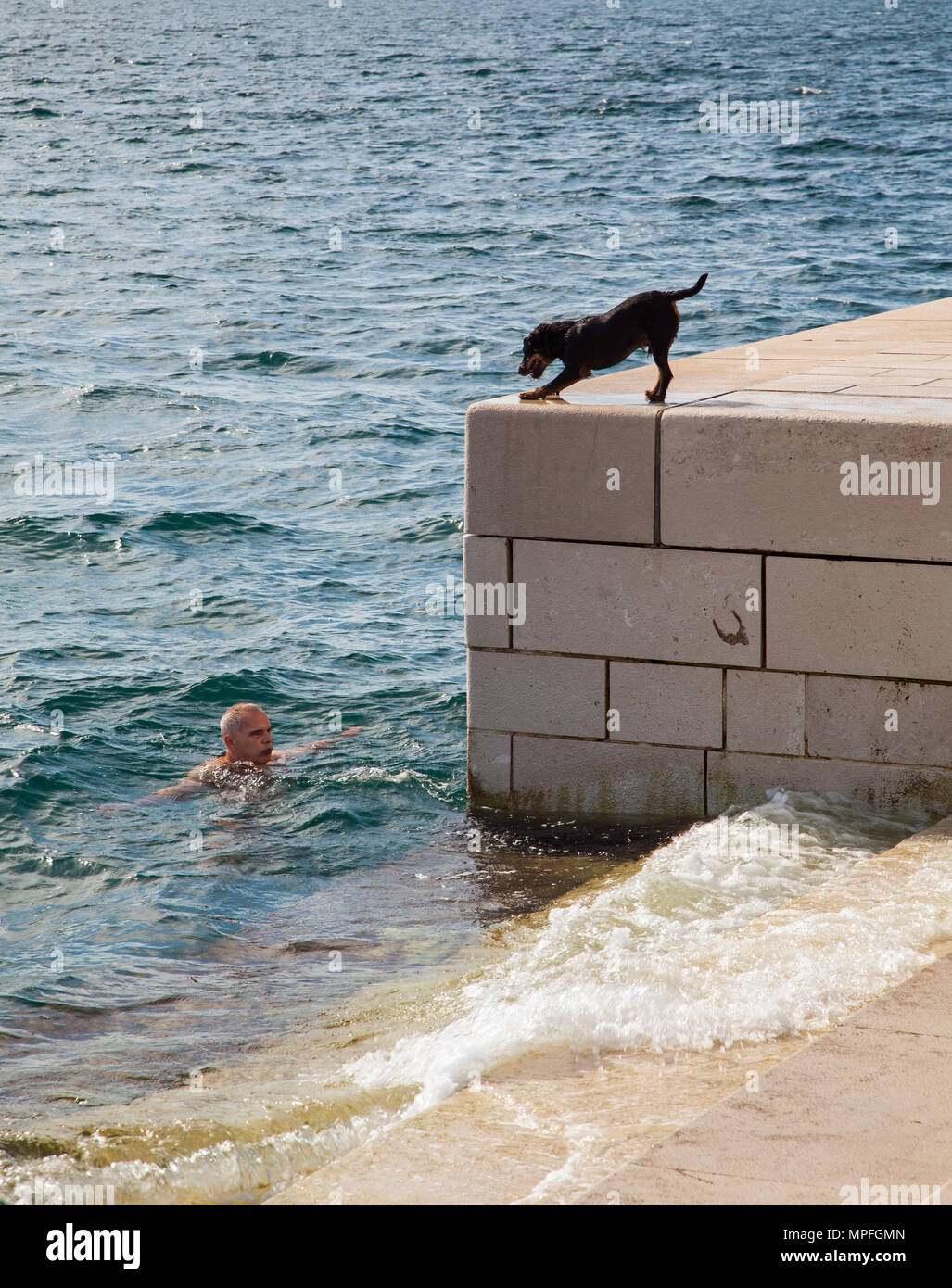 Cane guardando il suo proprietario il nuoto nel mare dalla parete del mare Foto Stock