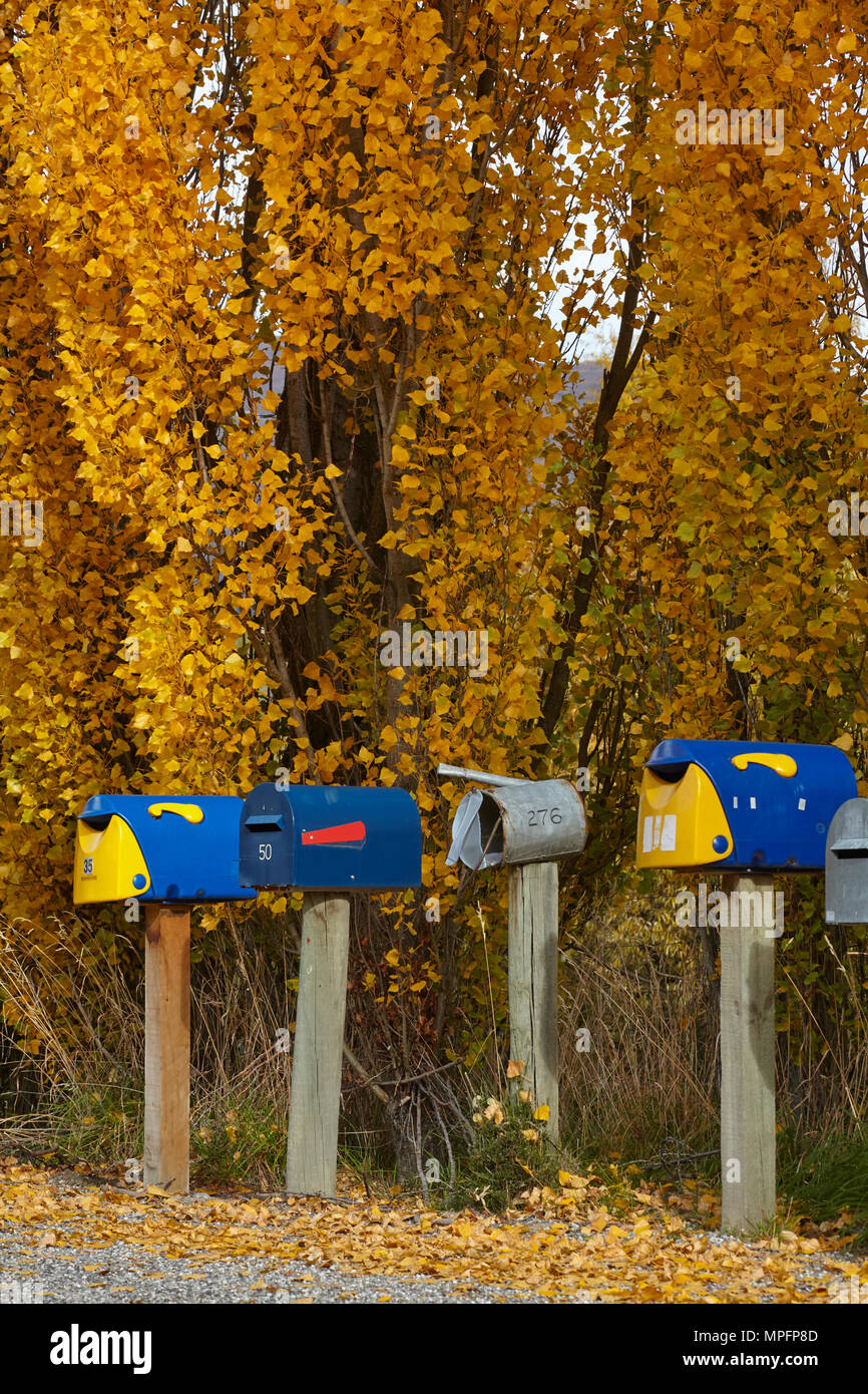 Nelle cassette delle lettere e sugli alberi di pioppo in autunno, Crown Terrazza vicino Arrowtown, vicino a Queenstown, Otago, Isola del Sud, Nuova Zelanda Foto Stock