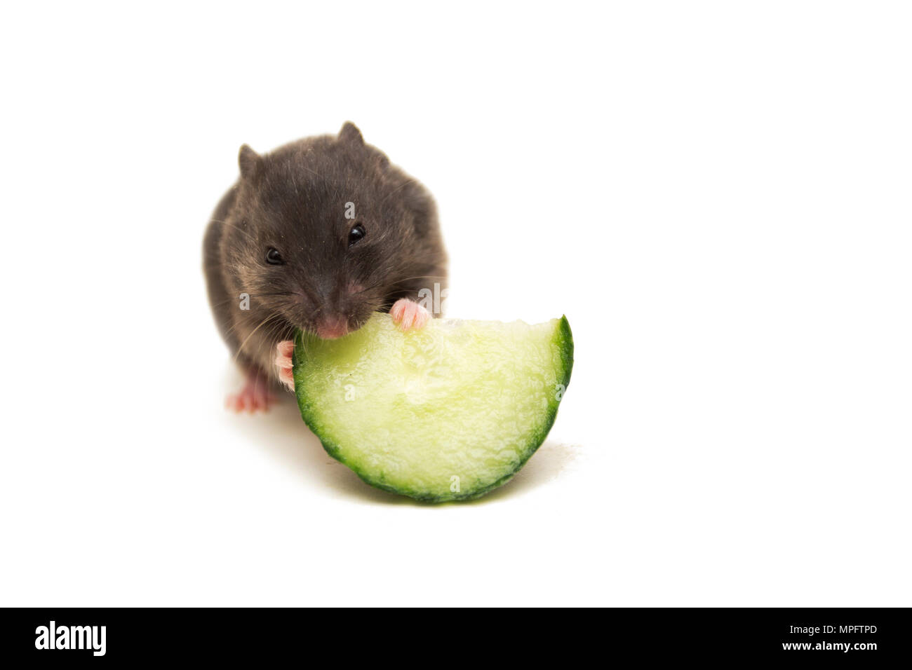 Nero piccolo criceto siriano mangiare cetriolo isolato su bianco. Foto Stock